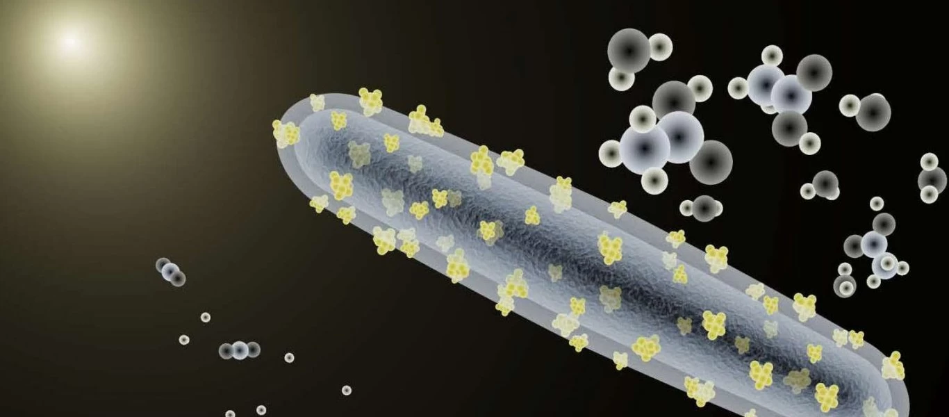 Αυτό είναι το βακτήριο της «αιώνιας νιότης» - Υπάρχει εδώ και 3.5 εκατομμύρια χρόνια (βίντεο)